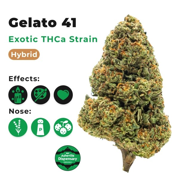 Discover the High-Quality Gelato 41 Cannabis Seeds.