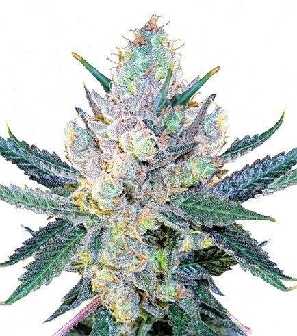 Cream of the Crop: The Top Strains of Cheese Cannabis Seeds.