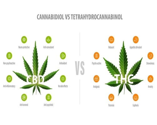  Decoding THC and CBD Levels in Cannabis Seeds.