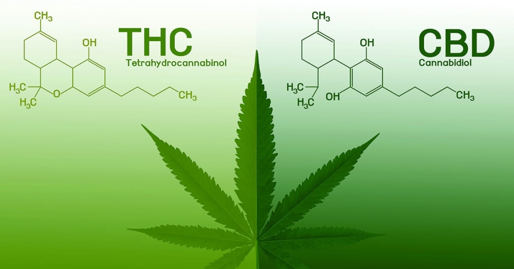 Understanding the Difference: THC and CBD Cannabis Seeds.