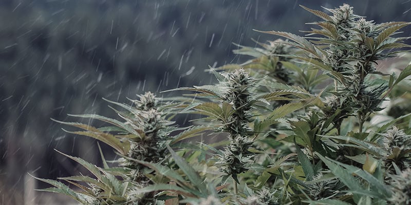 Discover the Best Cannabis Seeds Strains for Cold and Wet Climates.