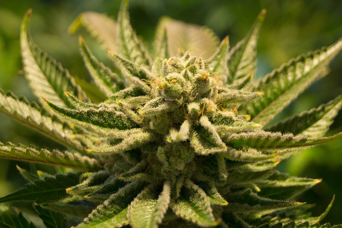 Explore the top bargains for Auto Stardawg Cannabis Seeds.