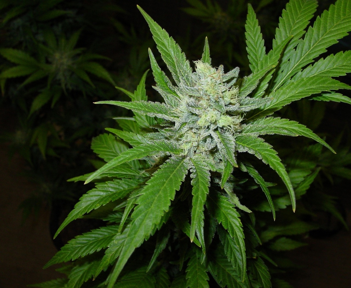 5 Reasons to Choose Northern Lights Cannabis Seeds.