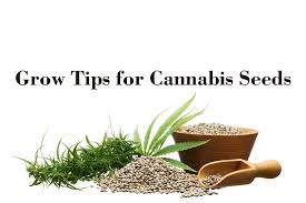 Cannabis Seeds Store - Your Guide to Easy and Affordable Cultivation.