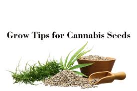 When is the Optimal Time to Plant Cannabis Seeds?