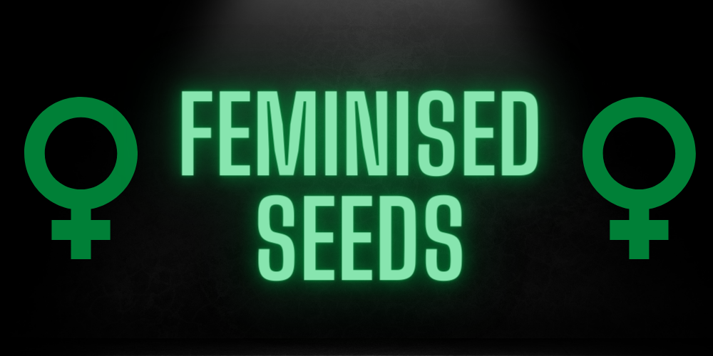 Discover the Perfect Source for Affordable Feminized Cannabis Seeds.