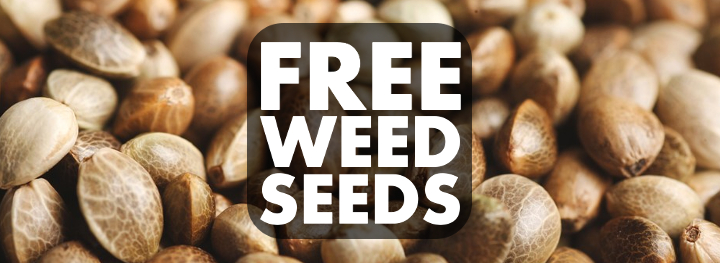 Buy the Most Affordable Cannabis Seeds Online and Receive Free Seeds