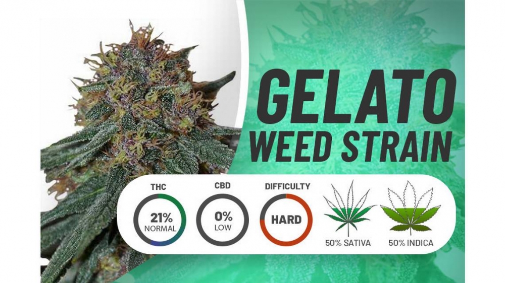 Discover the Perks of Purchasing Gelato Cannabis Seeds.