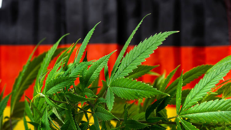 Cannabis Seeds for Germany The Best Options in the Newly Legalized Market.