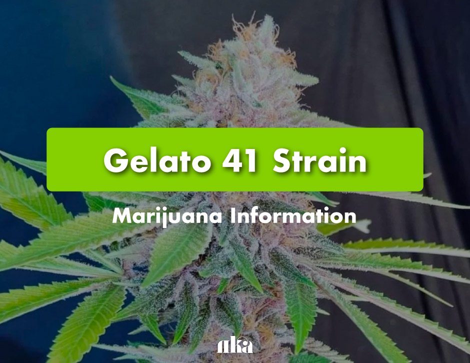 Remarkable Advantages of Buying Gelato 41 Cannabis Seeds.Remarkable Advantages of Buying Gelato 41 Cannabis Seeds.