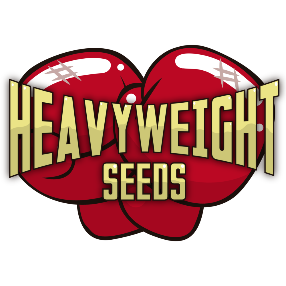 Cannabis Seeds Stocking Fillers By Heavyweight Seeds - Cannabis Seeds Store.