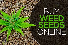 Cannabis seeds store