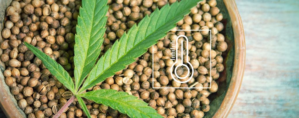 Cannabis Seeds This Summer: A Guide to Finding the Finest Quality.