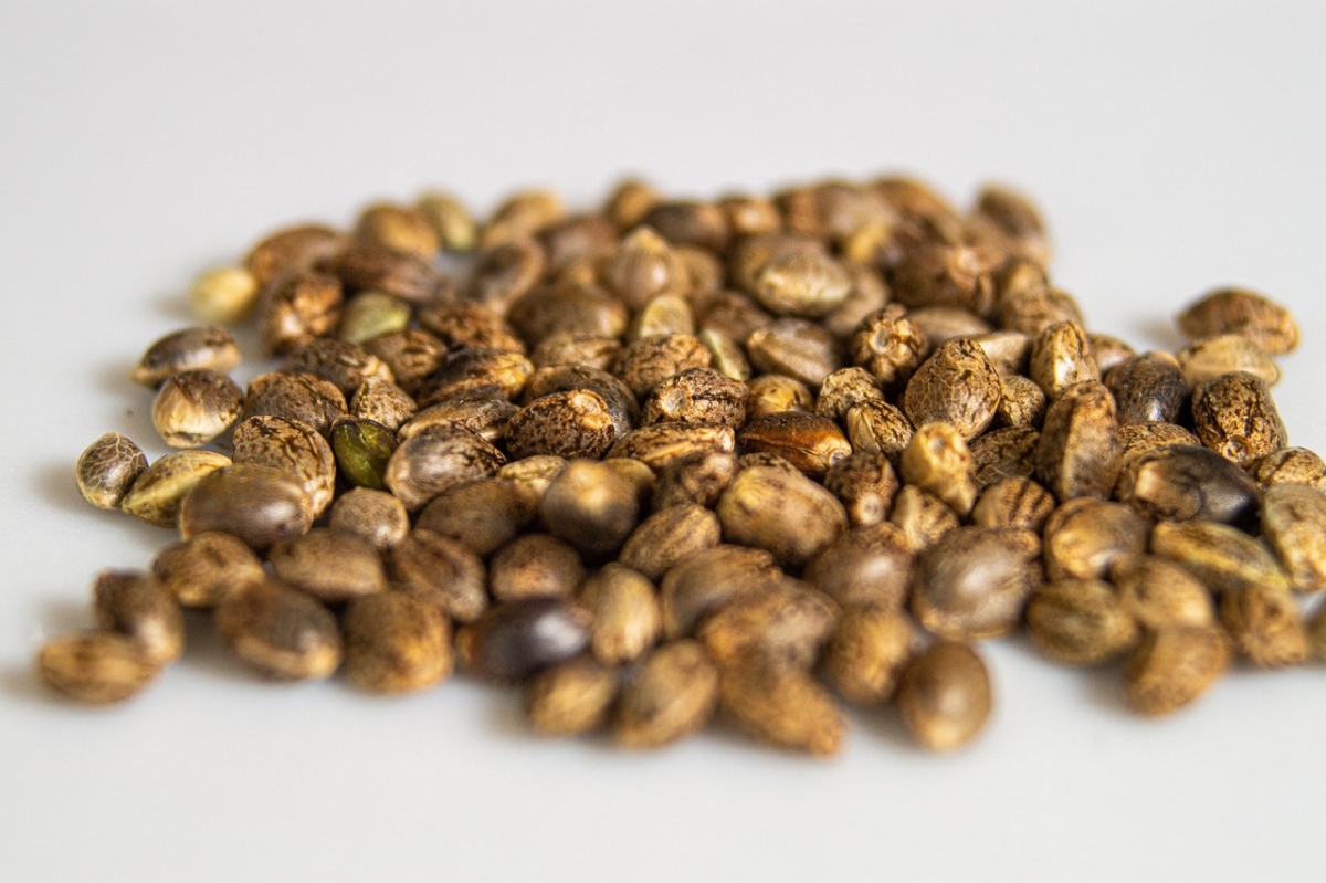 Understanding the Different Types of Cannabis Seeds.