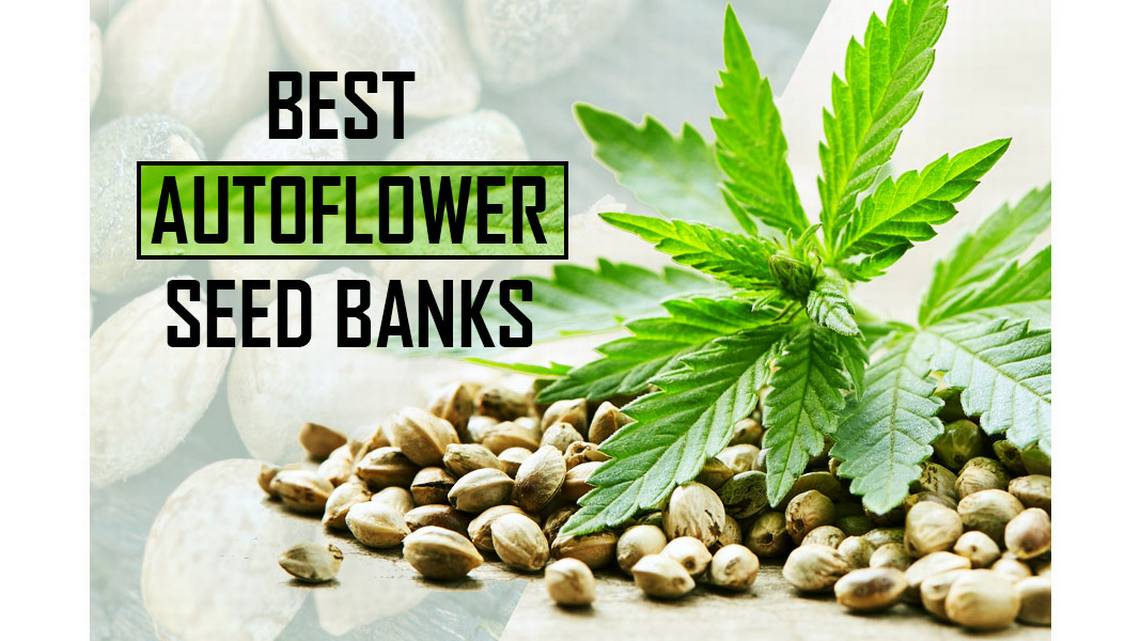  Auto Flowering Cannabis Seeds: Top Picks at Cannabis Seeds Store
