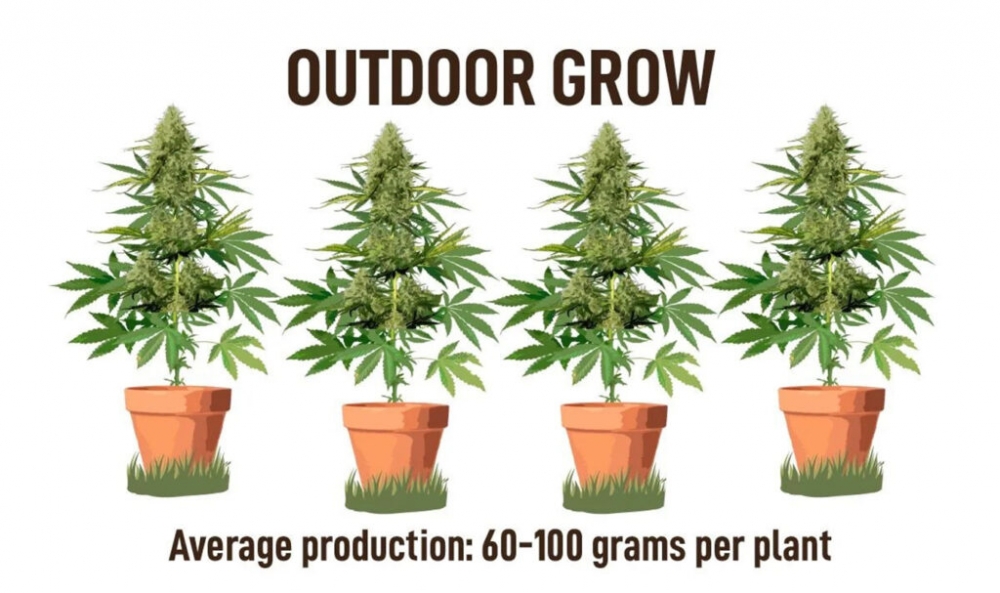 Discover the Best Auto Cannabis Seeds Strains in the Market.