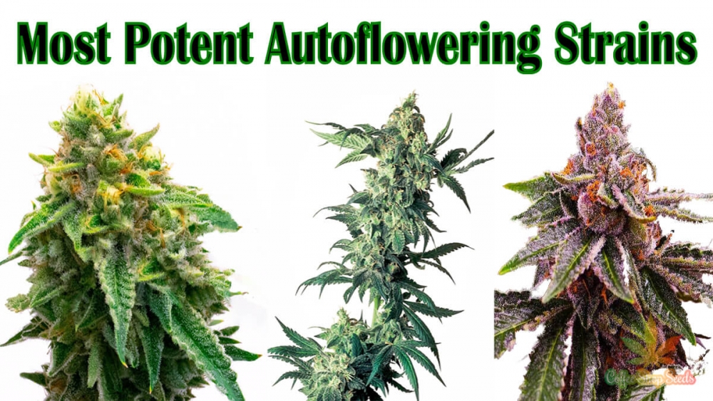 The Growing Popularity of Auto-Flowering Cannabis Seeds.