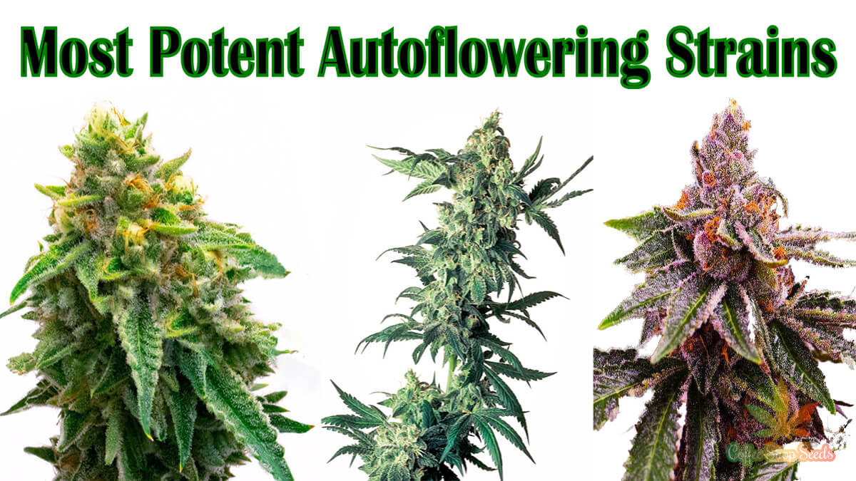 Discover the Best Auto Cannabis Seeds Strains in the Market.