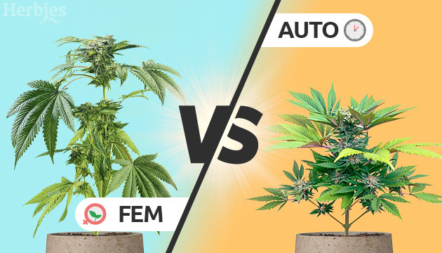 Auto Seeds and Feminised Cannabis Seeds at Cannabis Seeds Store.