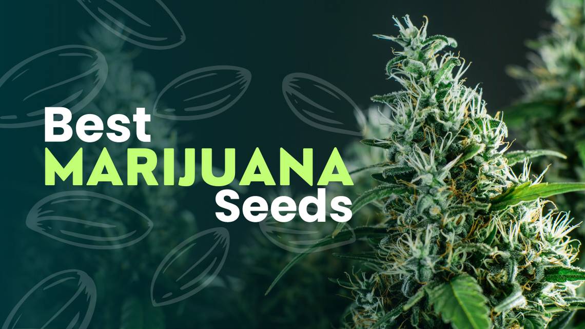 The Power of Medical Cannabis Seeds Strains The Remarkable Effects.