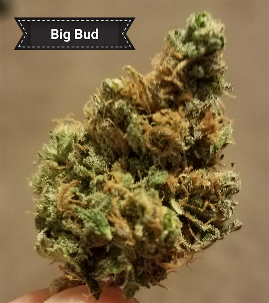 10 Factors to Keep in Mind When Purchasing Big Bud Cannabis Seeds.