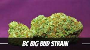 10 Factors to Keep in Mind When Purchasing Big Bud Cannabis Seeds.