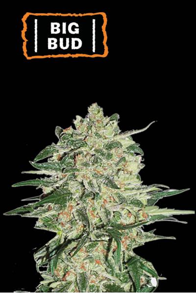 Unlock the Best Deals on Big Bud Cannabis Seeds.