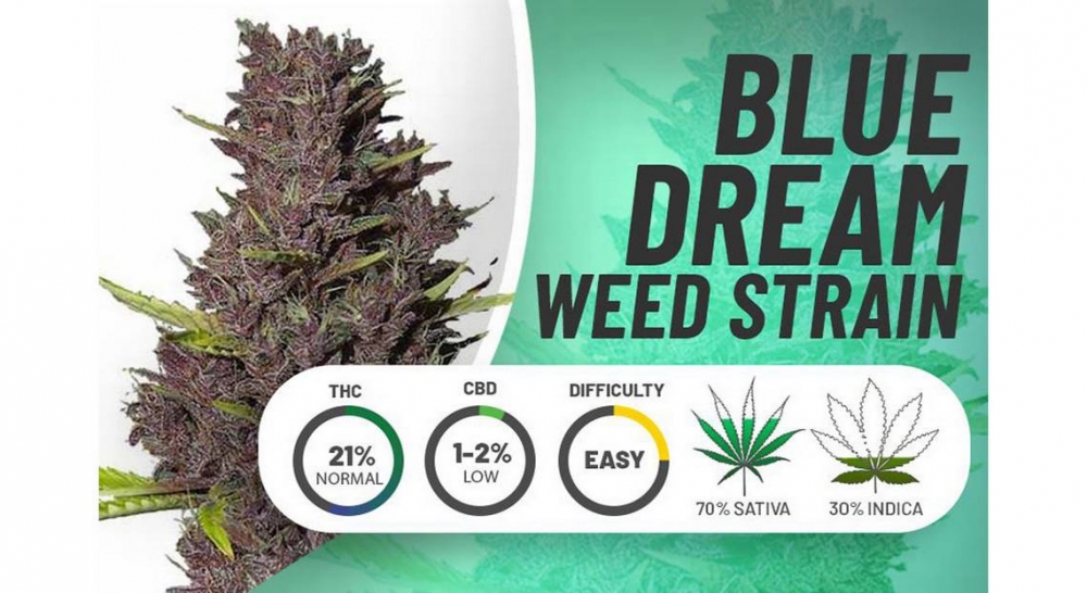 A Guide to Ordering Blue Dream Cannabis Seeds from Cannabis Seeds Store.