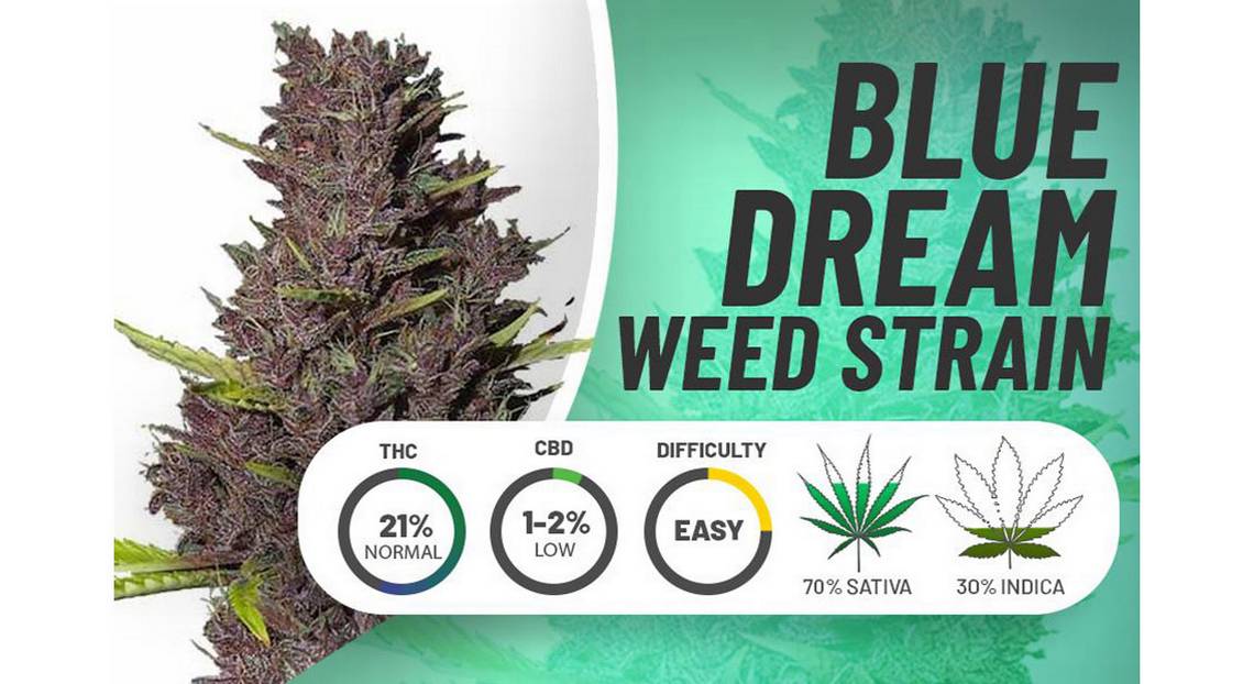 Cultivating Blue Dream Cannabis Seeds: A Comprehensive Guide.