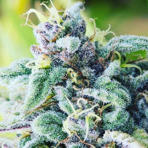 Common Mistakes When Growing Blue Cheese Cannabis Seeds.