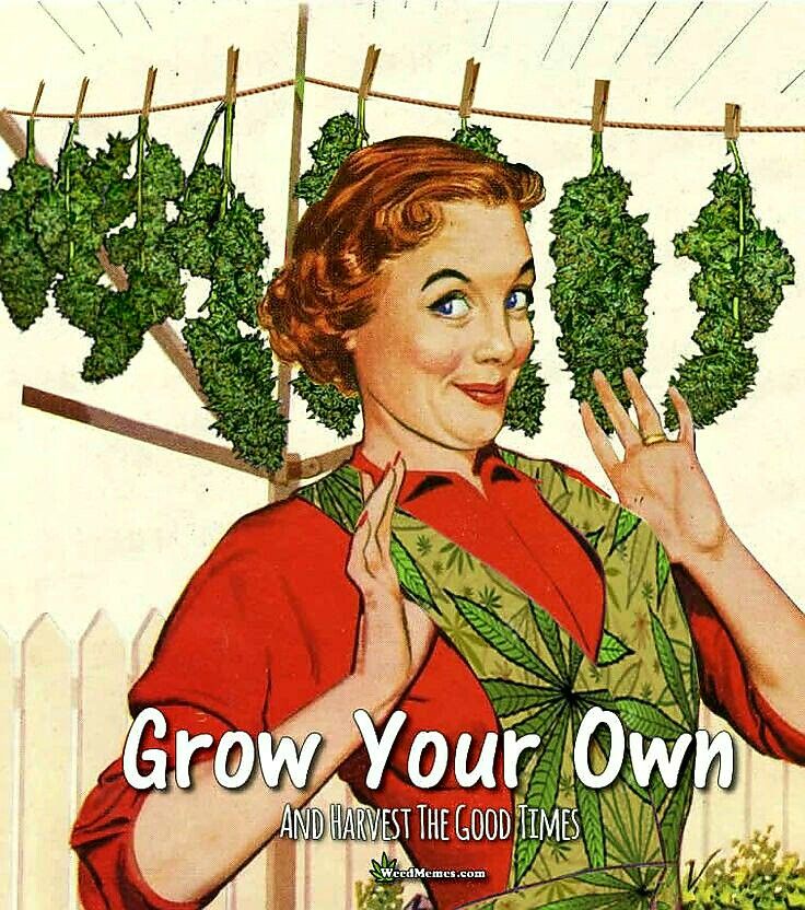 Why You Should Try Growing Your Own Marijuana | Cannabis Seeds Store