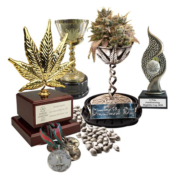 Best Cannabis Cup Winning Cannabis Seeds at Cannabis Seeds Store.