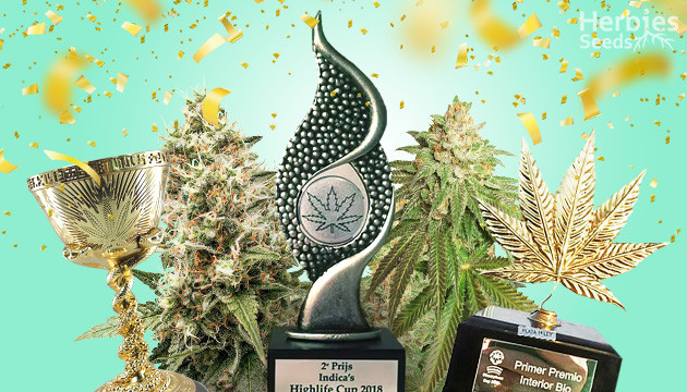 Finest Indica-Dominant Cup-Winning Cannabis Seeds Strains.