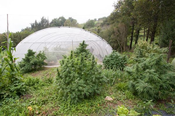 The Best Cannabis Seeds Banks: Unbeatable Value for Your Money.