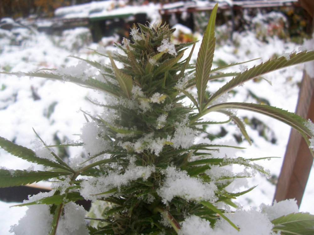 Discover the Best Cannabis Seeds Strains for Cold and Wet Climates.