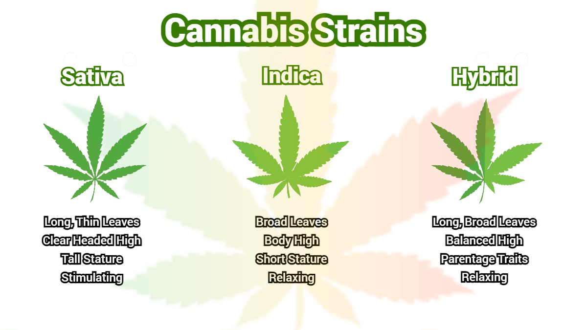 Genetic Mysteries: Exploring the Lineage of Cannabis Seeds.