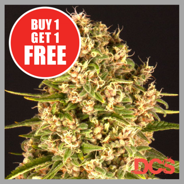 Tips for Maximising Potency of Blue Cheese Cannabis Seeds.