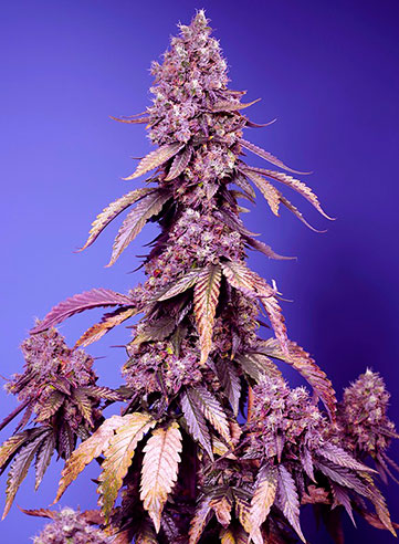 An Introduction to Dark Devil Cannabis Seeds.