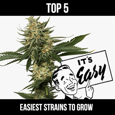 Easy-to-Grow Cannabis Seeds Strains at Cannabis Seeds Store