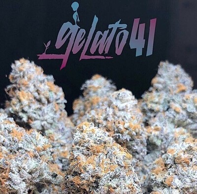 Growing Gelato 41 Cannabis Seeds: Expert Tips for Cultivating.