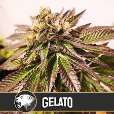 Unlock the Incredible Benefits of Buying Gelato 41 Cannabis Seeds.