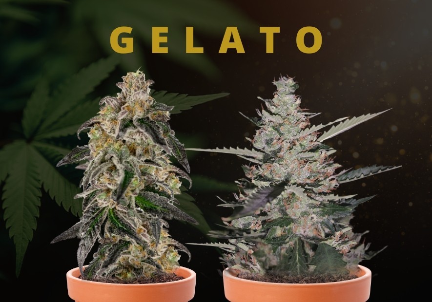 The Best Gelato Cannabis Seeds for Unbeatable Prices at Our Trusted Seeds Store.