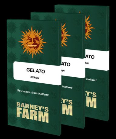 The Best Gelato Cannabis Seeds for Unbeatable Prices at Our Trusted Seeds Store.