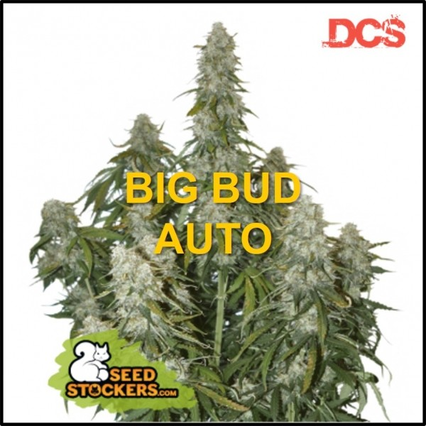 Ultimate Deals on Big Bud Cannabis Seeds for Maximum Savings.