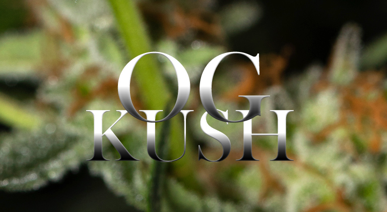 Why Choosing Kush Cannabis Seeds is a Pure Delight.