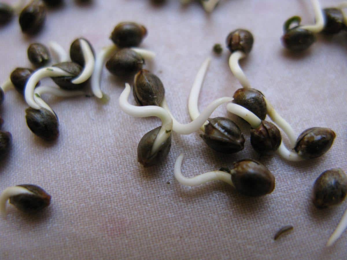 Perfect Cannabis Seeds for a Successful Summer Growing Season