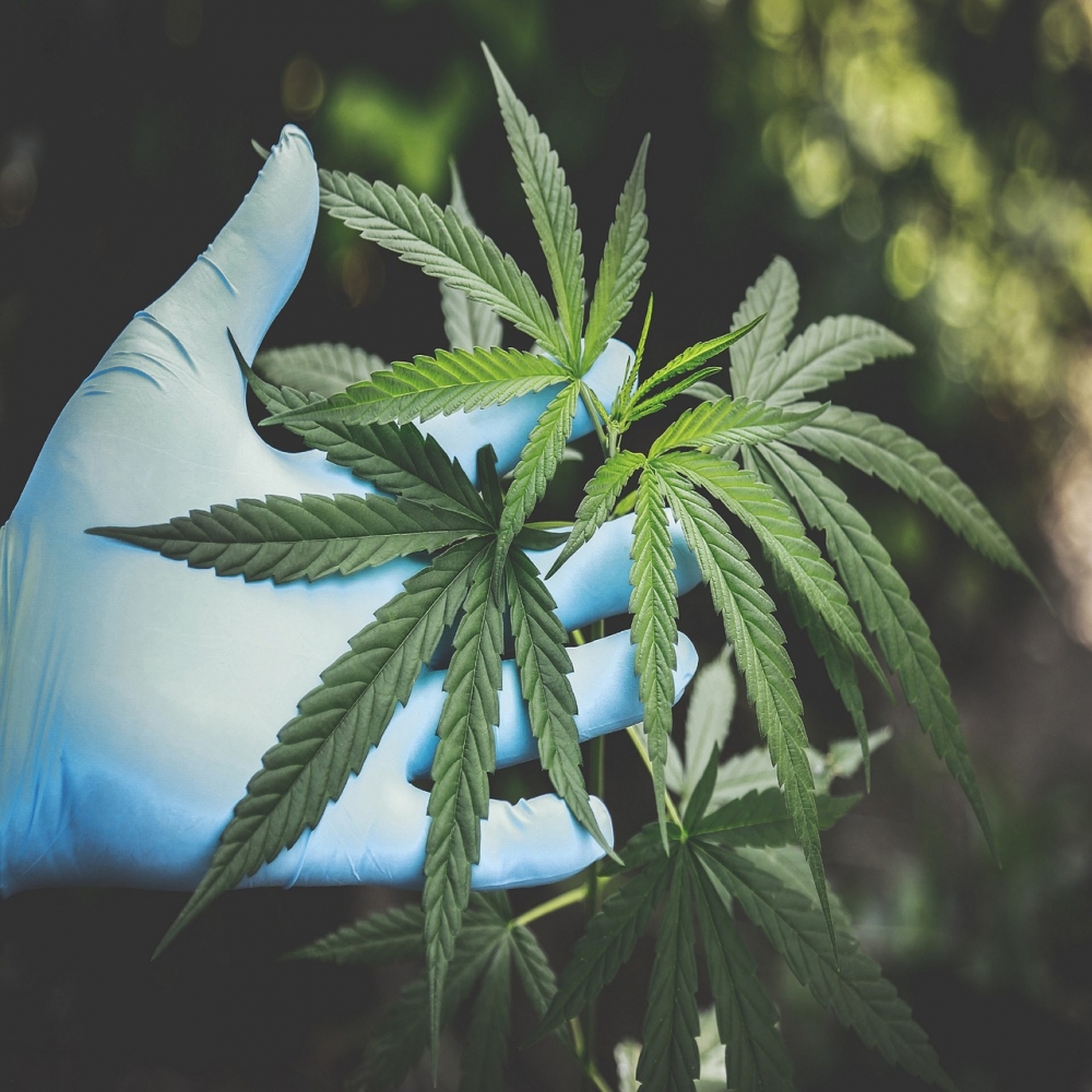 The Crucial Role of CBD and THC in Medical Cannabis Seeds.