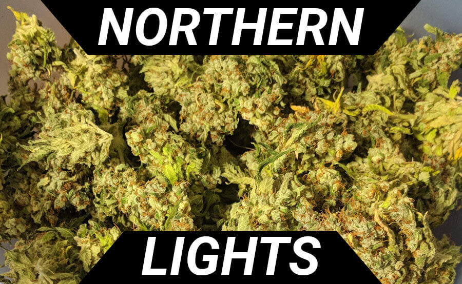 Discover the Magic of Northern Lights Cannabis Seeds.