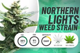 Real-Life Stories of Customers with Northern Lights Cannabis Seeds.