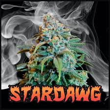 Stardawg Cannabis Seeds: Expert Tips and Techniques.